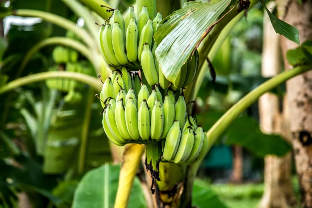 green_banana