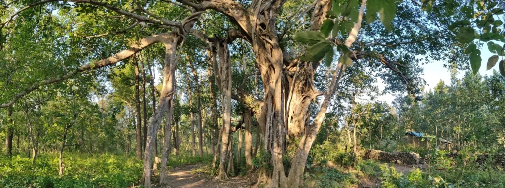 bargad ka ped | बरगद का पेड़ | Banyan Tree