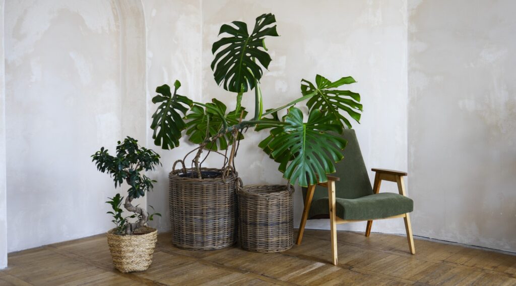 monstera plant indoor palm tree