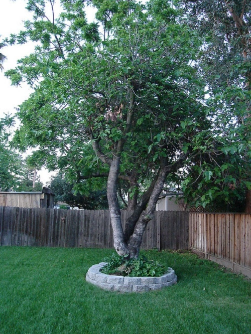 Anjeer tree in backyard