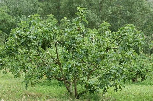 Plantation of Anjeer tree in India