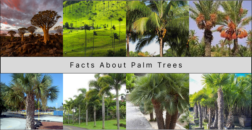 10 Surprising Facts About Palm Trees