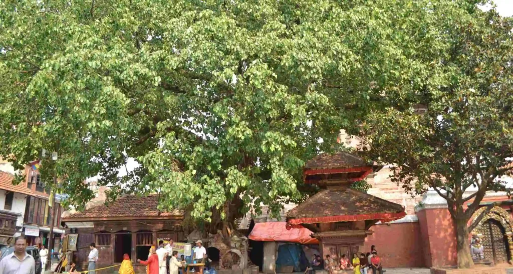 peepal tree cultural impact