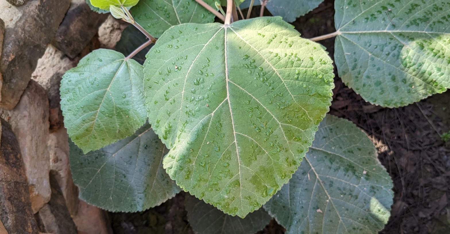 Fig tree in india