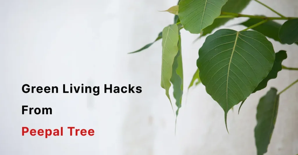 The Best Green Living Hacks From Peepal Tree