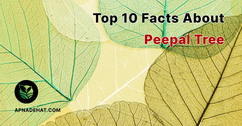 facts abouts peepal tree