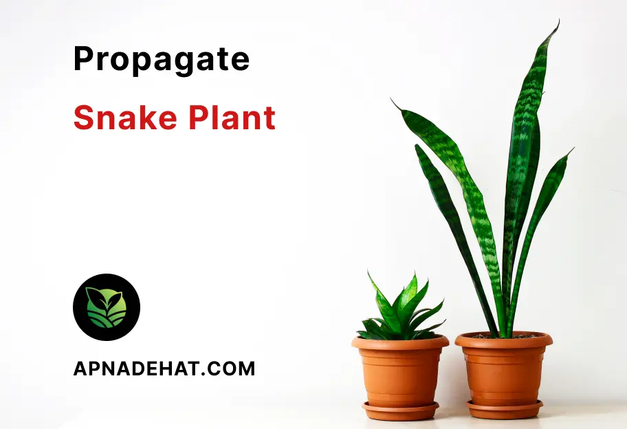 how to propagate snake plant