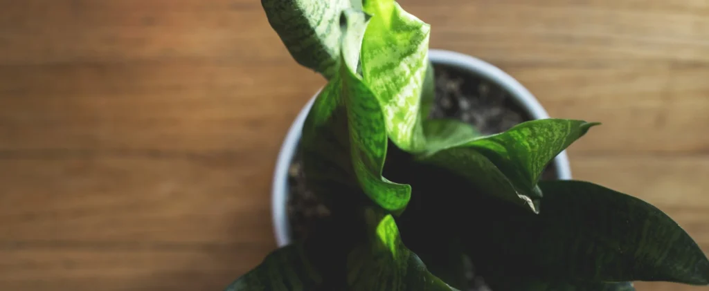 snake-plant-in-pot-top-view